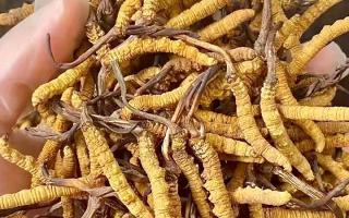 冬蟲夏草買什么品牌好？西藏那曲蟲草網(wǎng)權(quán)威推薦，避開陷阱選對正宗好草