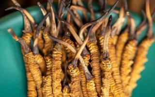 900根一斤的冬蟲夏草價格多少？西藏那曲蟲草網(wǎng)揭秘2026年最新行情及選購指南