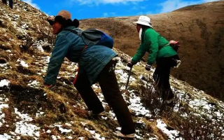 冬蟲夏草如何區(qū)別好壞？那曲行業(yè)平臺(tái)教你4步精準(zhǔn)鑒別