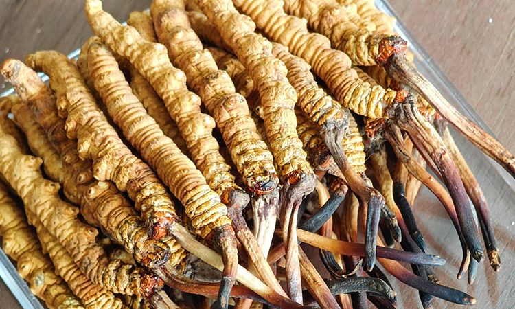  西藏那曲蟲草行業(yè)網教你分辨冬蟲夏草真假