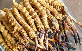 慧眼辨真?zhèn)?，藏珍不踩坑——西藏那曲蟲草行業(yè)網(wǎng)教你分辨冬蟲夏草真假