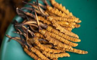 解密那曲冬蟲夏草：藏地靈草的滋養(yǎng)價值與核心妙用