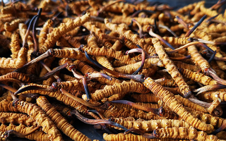 怎么知道冬蟲夏草過期了？那曲蟲草行業(yè)網(wǎng)站教你精準(zhǔn)判斷