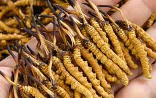 蟲草12根1克多少錢一斤？2026年那曲正宗蟲草價(jià)格詳解