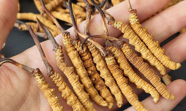 <a href=http://m.aikitbox.com/s/cczjjd target=_blank class=infotextkey>冬蟲夏草真假鑒定</a>