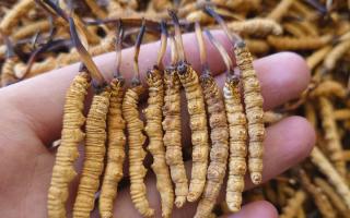 冬蟲夏草主要產(chǎn)地詳解：那曲雪域，蟲草的黃金搖籃