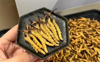 冬蟲夏草燉多少時(shí)間合適？藏農(nóng)神草那曲源頭品牌，教你燉出滿滿營養(yǎng)