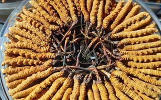 冬蟲夏草保存盒能放多久？藏農(nóng)神草那曲源頭品牌，教你科學(xué)存出好品質(zhì)