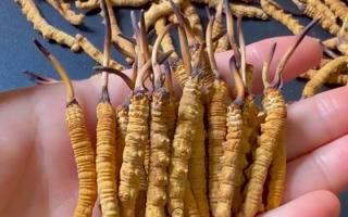 服用西藏那曲冬蟲夏草有何效果？行業(yè)平臺詳解天然滋養(yǎng)力