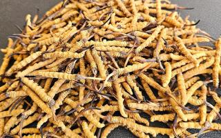 2026年西藏那曲優(yōu)質(zhì)冬蟲夏草市場(chǎng)價(jià)詳解